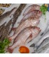 Machote o pargo