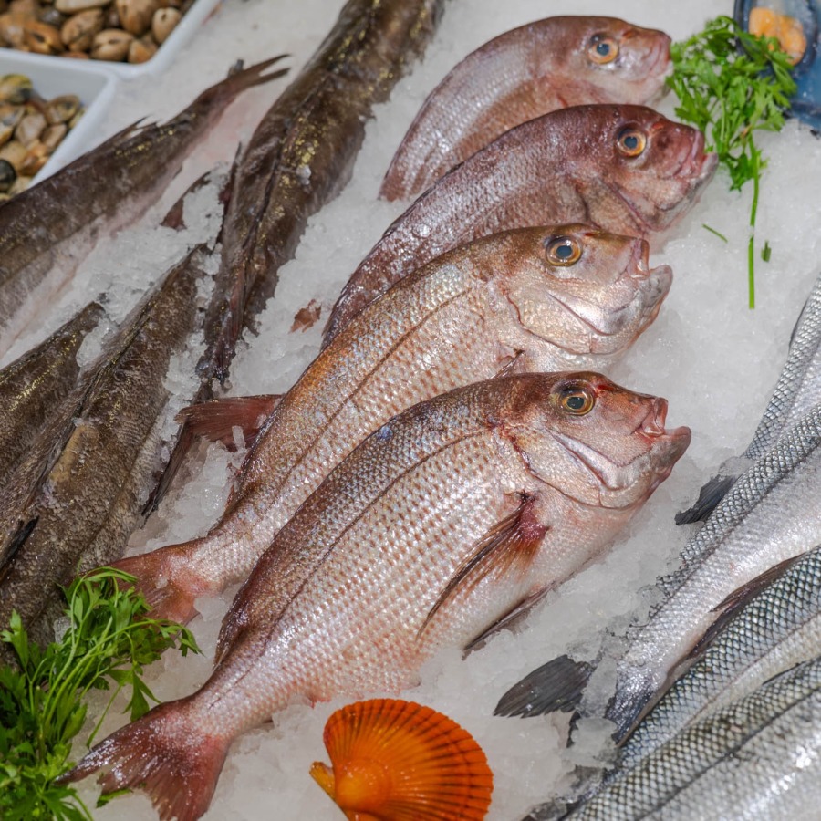 Machote o pargo