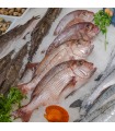 Machote (Pargo)