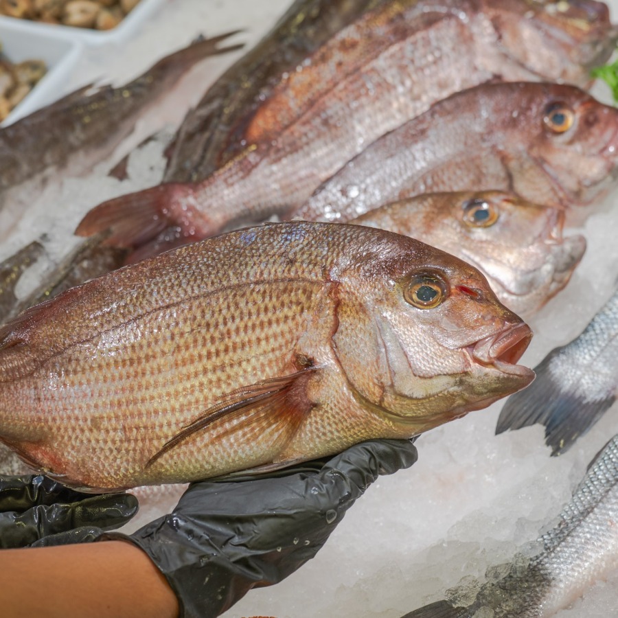 Machote o pargo