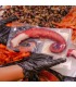 Pata de pulpo