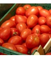 Tomate pera