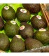 Aguacate | Mercado de Puertochico