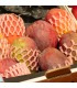 Mango | Mercado de Puertochico