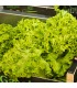 Lechuga Batavia