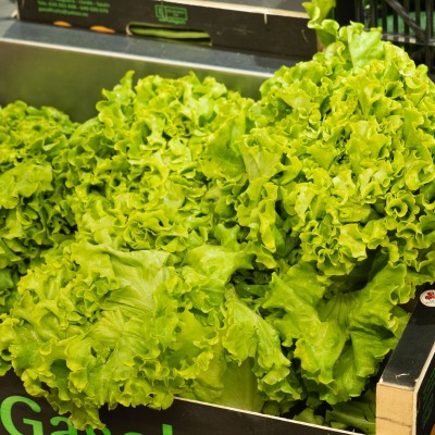 Lechuga Batavia