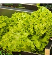 lechuga Batavia